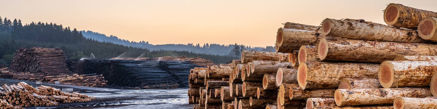 Logs in yard at sunrise