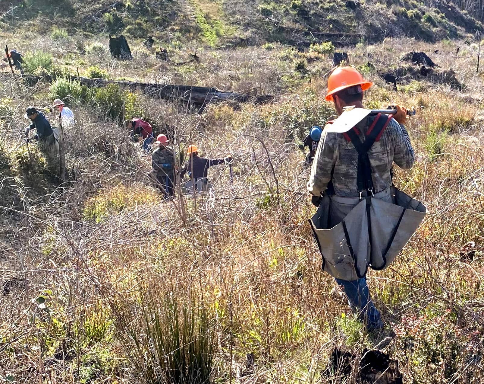 Workers planting new trees after lumber harvesting has taken place