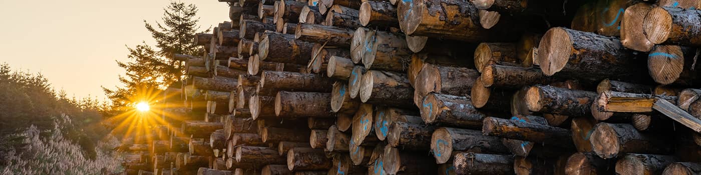 A view of the sun through trees and a stack of logs