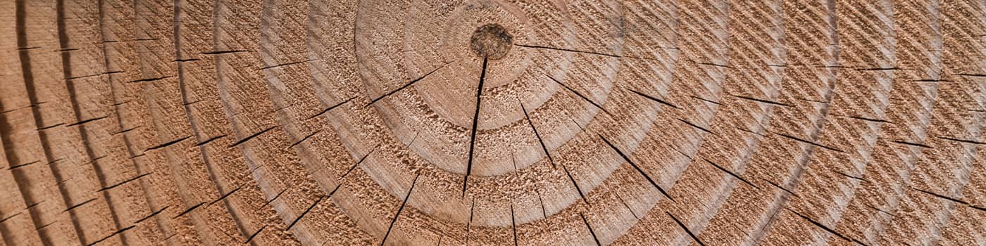 Close up of tree rings